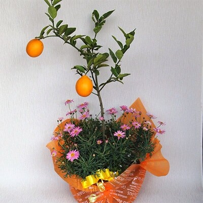 【母の日ギフト】レモンと季節のお花寄せ植え