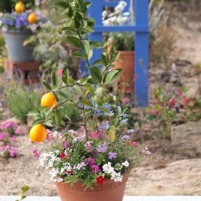 【母の日ギフト】レモンと季節のお花寄せ植え