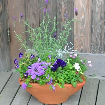 【母の日ギフト】ブルー・パープルの爽やかな色合いで統一、季節のお花寄せ植え