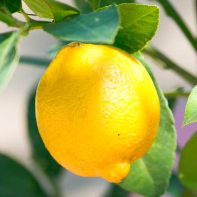 【母の日ギフト】レモンの木鉢植(白プラ鉢)