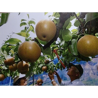 【奥筑前黒川の里】豊水梨　3kg