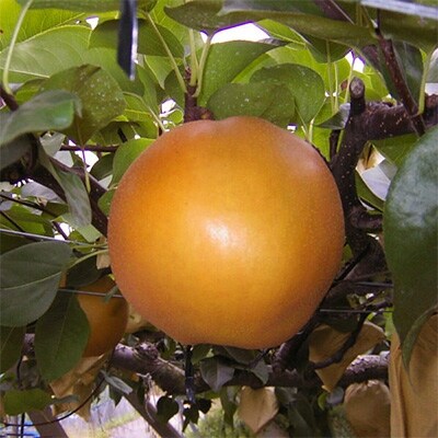 【奥筑前黒川の里】新高梨　3kg