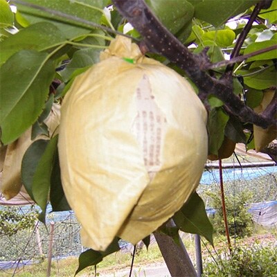 【奥筑前黒川の里】新高梨　3kg