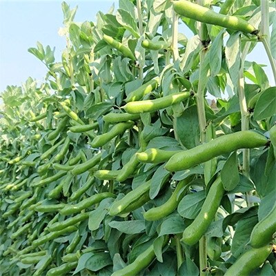 指宿産サヤ付そらまめLサイズ(2kg)