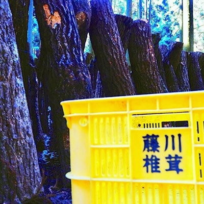 藤川椎茸園の英彦山乾しいたけ【どんこ小袋5セット】家庭用干し椎茸