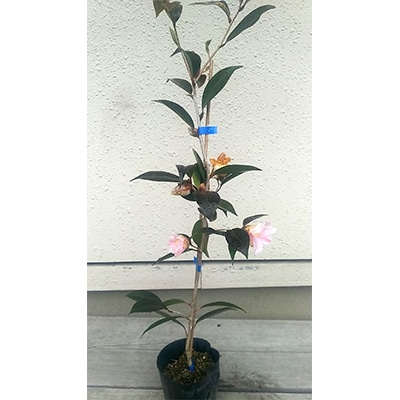 本ツバキ　薄侘助(ウスワビスケ)樹高約30cm～40cm　取扱説明書付き