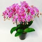 【椎名洋ラン園】ミディ胡蝶蘭・5本立