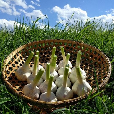 生にんにく【福地ホワイト六片種】約1.5kgの詰合せ(L、M、Sサイズ混合) 