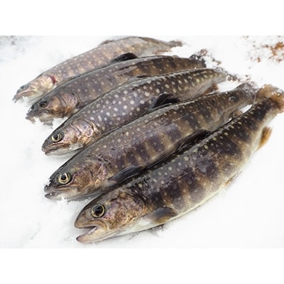 魚沼の岩魚(イワナ)　冷凍10尾入り