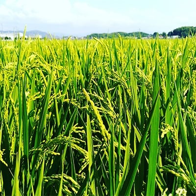 福岡県認証農産物 南良津獅子米玄米 6kg