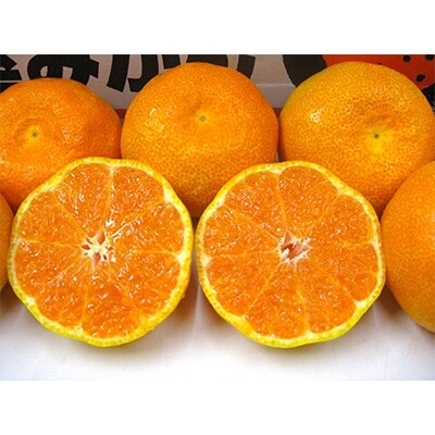 ハウスみかん　2.5kg化粧箱入り