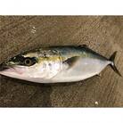 竹中水産の「天然ヤズ」 約2キロ(1～2本)【D22-258】