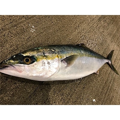 竹中水産の「天然ヤズ」 約2キロ(1～2本)【D22-258】