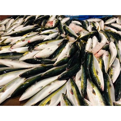 竹中水産の「天然ヤズ」 約2キロ(1～2本)【D22-258】