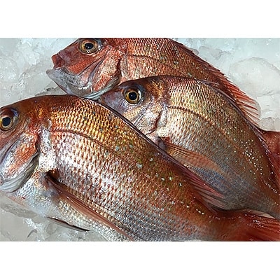 竹中水産の「宇和海産-お刺身用天然真鯛」約2キロセット!(大、中、小混1枚～3枚)【F22-262】