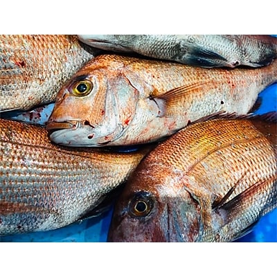 竹中水産の「宇和海産-お刺身用天然真鯛」約2キロセット!(大、中、小混1枚～3枚)【F22-262】