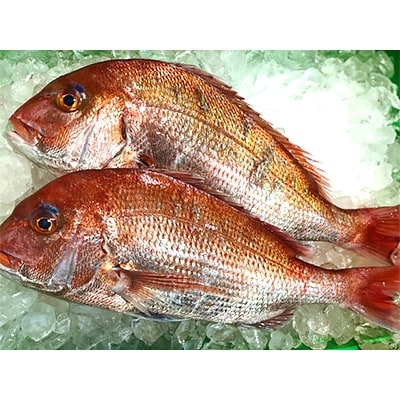 竹中水産の「お刺身用天然真鯛」約2キロセット!(大、中、小混:1～3枚)【D22-263】