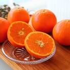 主井農園の高級セミノール(約10kg)