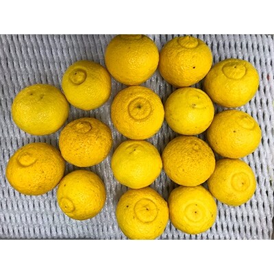 観音山はるか(訳あり)　3kg