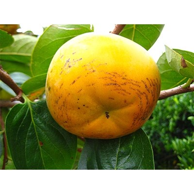 観音山太秋柿　3kg