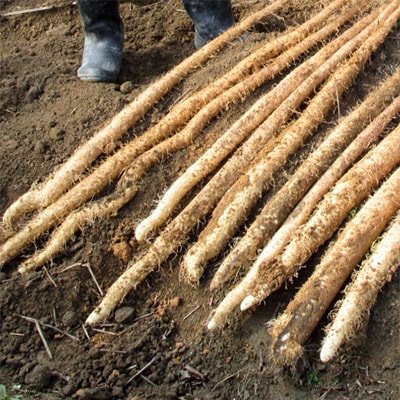 さぬき市特産 南川自然薯 優品1kg むかご 300g お礼品詳細 ふるさと納税なら さとふる