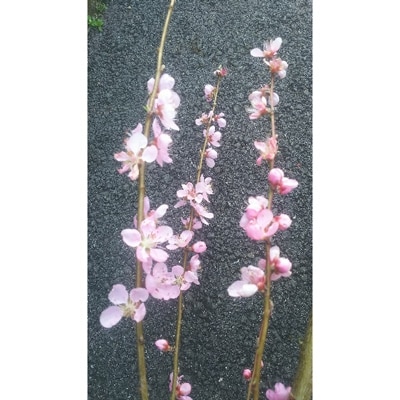 ひなの粧 花桃 樹高約1m 取扱説明書付き お礼品詳細 ふるさと納税なら さとふる ひなの粧 花桃 樹高約1m 取扱説明書付き お礼品詳細 ふるさと納税なら さとふる