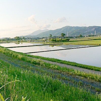 【筑波山麓土浦産】美味しく栄養分豊富な玄米(令和元年コシヒカリ玄米)8kg