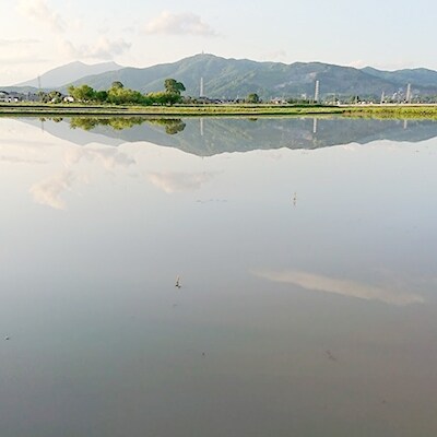 【筑波山麓土浦産】美味しく栄養分豊富な玄米(令和元年コシヒカリ玄米)16kg