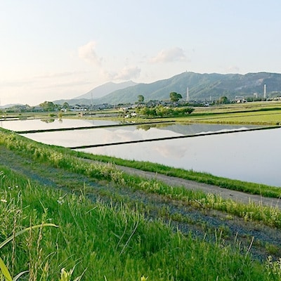 【筑波山麓土浦市産】美味しいお米(コシヒカリ単一原料精米) 10kg