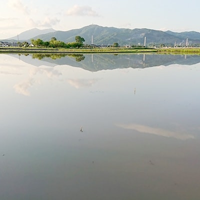 【筑波山麓土浦市産】美味しいお米(コシヒカリ単一原料精米) 10kg