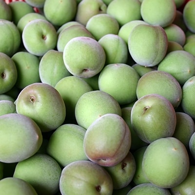 和歌山産 南高梅 青梅 秀品 5kg