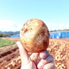 【厳選手選別】香りたつみずみずしいじゃがいも 新じゃがいも5kg_N