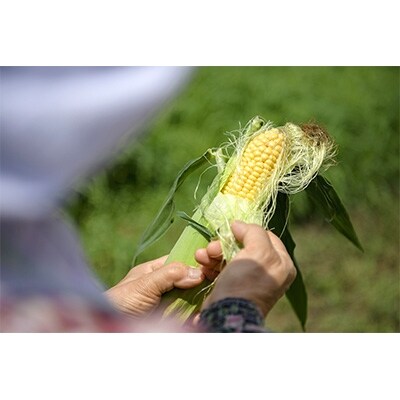 信州信濃町特産とうもろこし10本セット