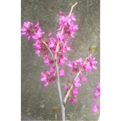 花ズオウ　樹高約90cm　取扱説明書付き