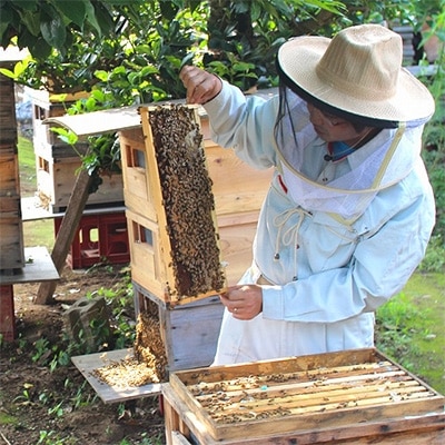 【生ハチミツ3種(大)】　月ごとに楽しむ田舎はちみつ　無添加非加熱天然蜂蜜セット