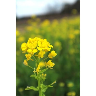 牛久市産菜の花油「オーリオ」6種セット