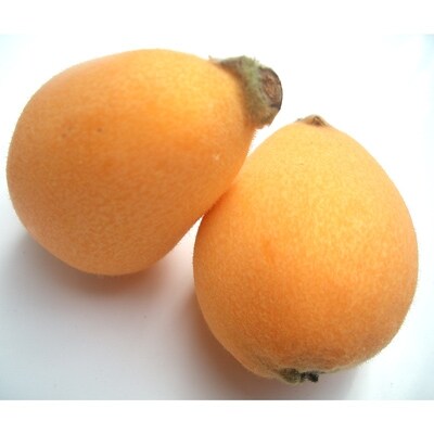 旬の味わい、九州産枇杷(びわ)ギフト箱(9-15粒入)