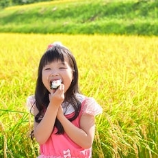 【令和6年産】紀州ふるさと ひのひかり 白米3kg