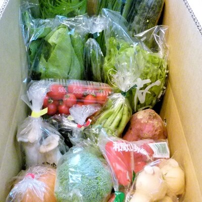 旬の新鮮野菜セットたっぷり15種以上