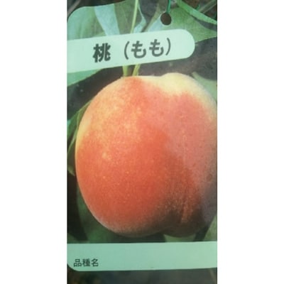 人気の家庭果樹♪桃の木　樹高約1m　取扱説明書付き