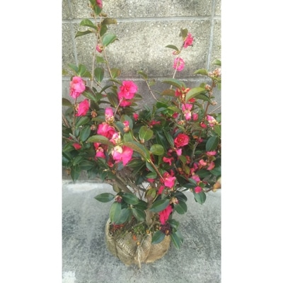 冬に花が咲きます。寒椿(赤)