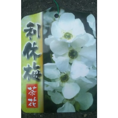 利休梅(利久梅)樹高約1m　取扱説明書付き