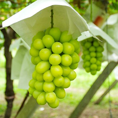 【9月発送】 山梨県産ぶどう詰め合わせ[まつの幸せフルーツBOX]