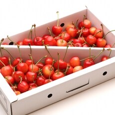 みんなで楽しめるボリューム「佐藤錦」1kg M~L
