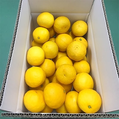 【高知県土佐市】ハウス小夏5kg