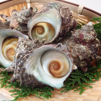 若狭湾 天然 活サザエ 約2kg(18-26個位)