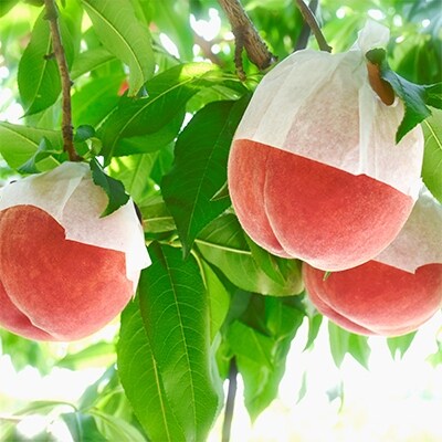 【7月発送】 山梨県産 桃[まつの幸せフルーツBOX]