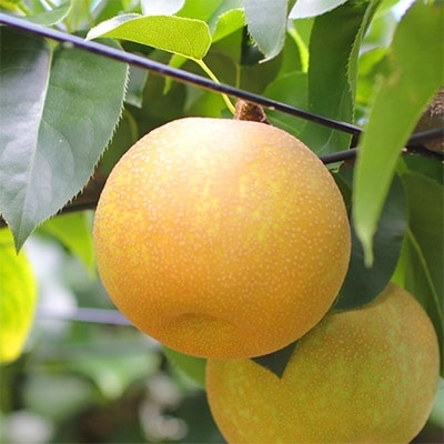 【長野県産】シャリっと瑞々しい梨(幸水・豊水)約3kg 秀品〈2025年8月下旬～9月中旬発送〉