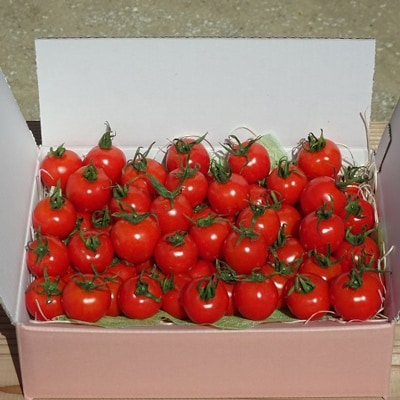 南国高知のおひさまトマト1kg