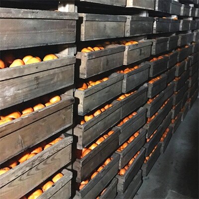 【紀州伝統の味】下津蔵出しみかん　めっちゃたっぷり約10kg【混合サイズ】